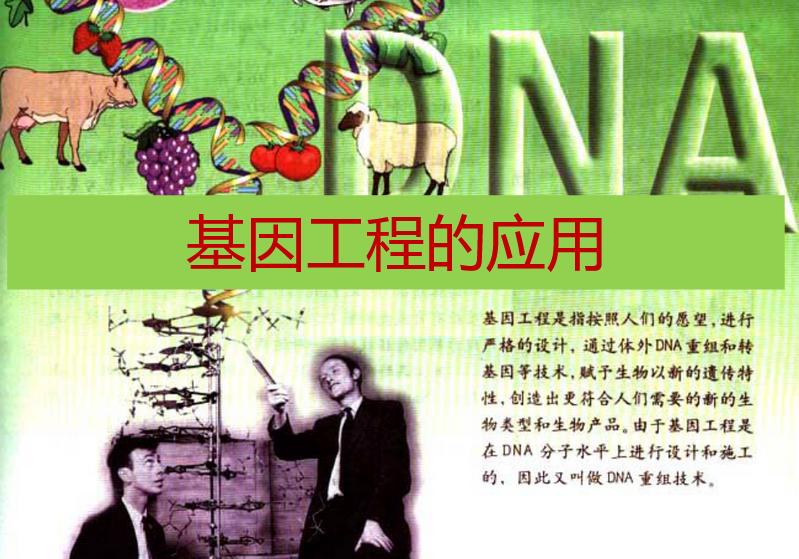 基因工程的應(yīng)用整理
